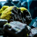 How to Clean Aquarium Rocks of Algae: Safe Step-by-Step