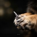 How to Clean Cut on Dog Paw: Safe Trimming Steps