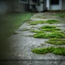 How to Clean Moss Off Concrete: Effective Methods and Steps