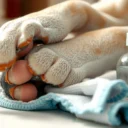 How to Clean Dog Paws Yeast: Safe Steps That Work