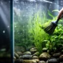 How to Clean Algae Off Aquarium Plants