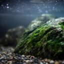 How to Clean Algae Off Rocks in Fish Tank: Easy Steps