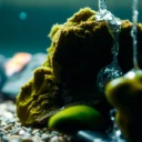 How to Clean Algae Off Fish Tank Rocks: Step-by-Step