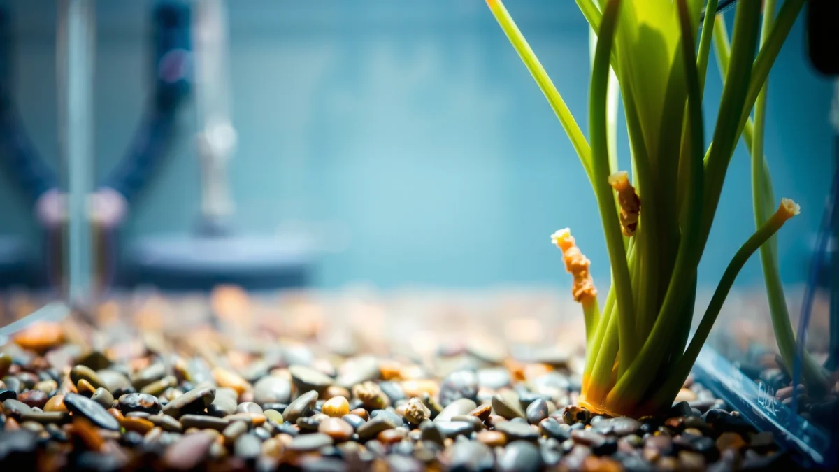 How to Clean Algae Off of Aquarium Plants: Easy Steps