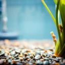 How to Clean Algae Off of Aquarium Plants: Easy Steps